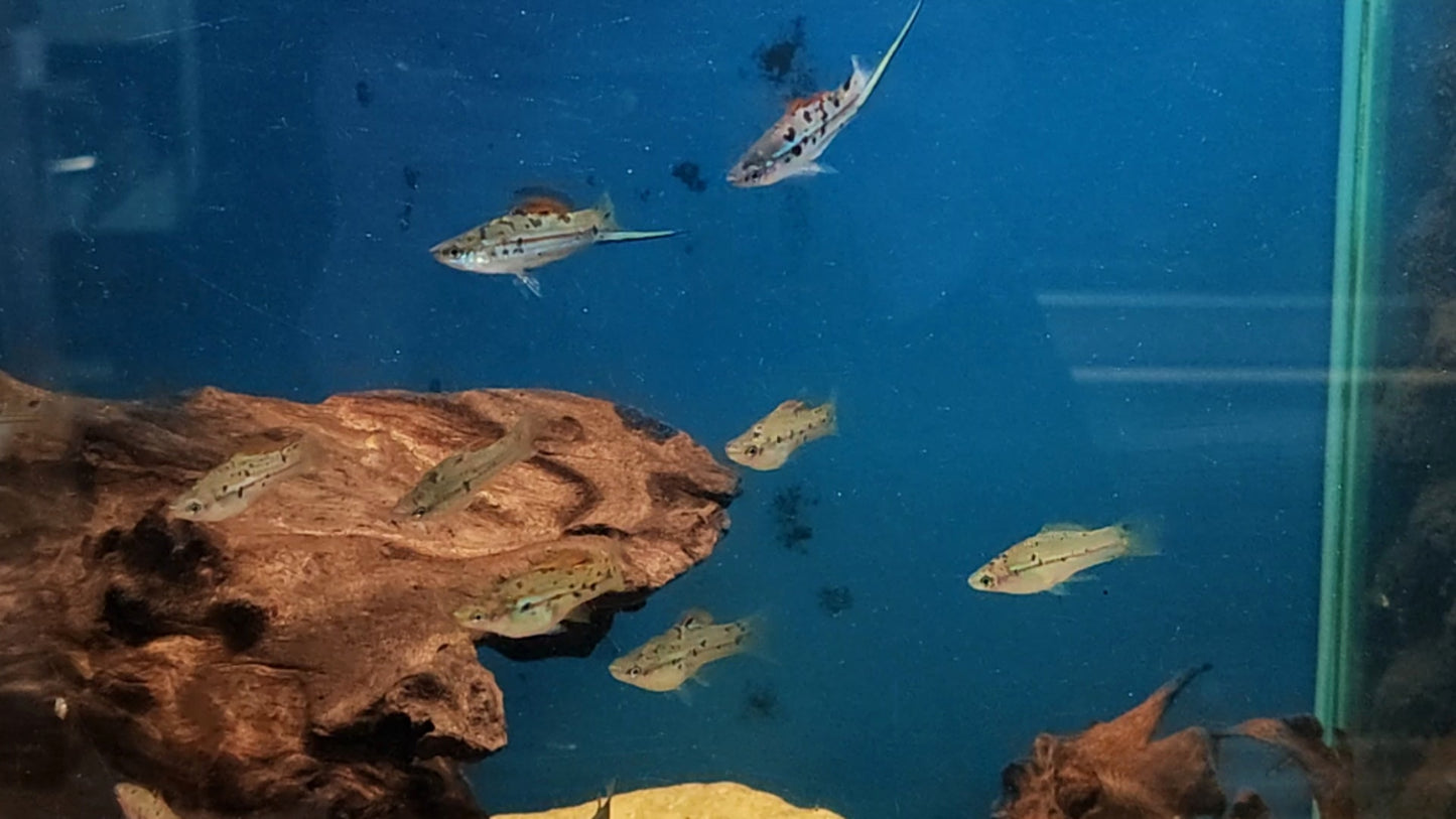 "Rio Atoyac" Swordtail - Xiphophorus Hellerii (Groups of 5)