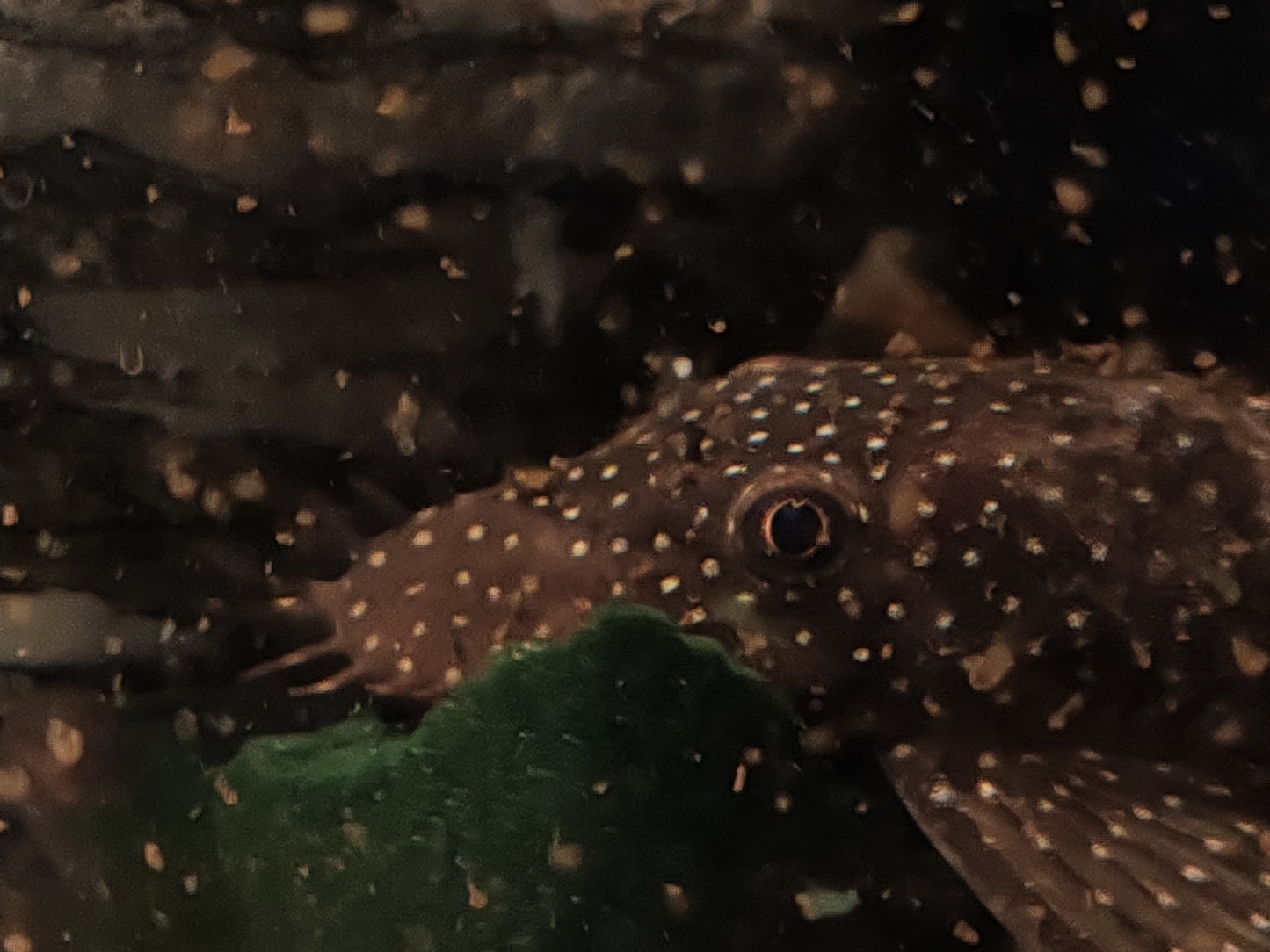 L349 Green Spotted Bristlenose Pleco (Ancistrus sp. Rio Momon)