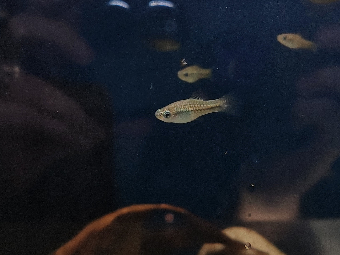 Montezuma Swordtails "Rio Tamasopo" (Juveniles)