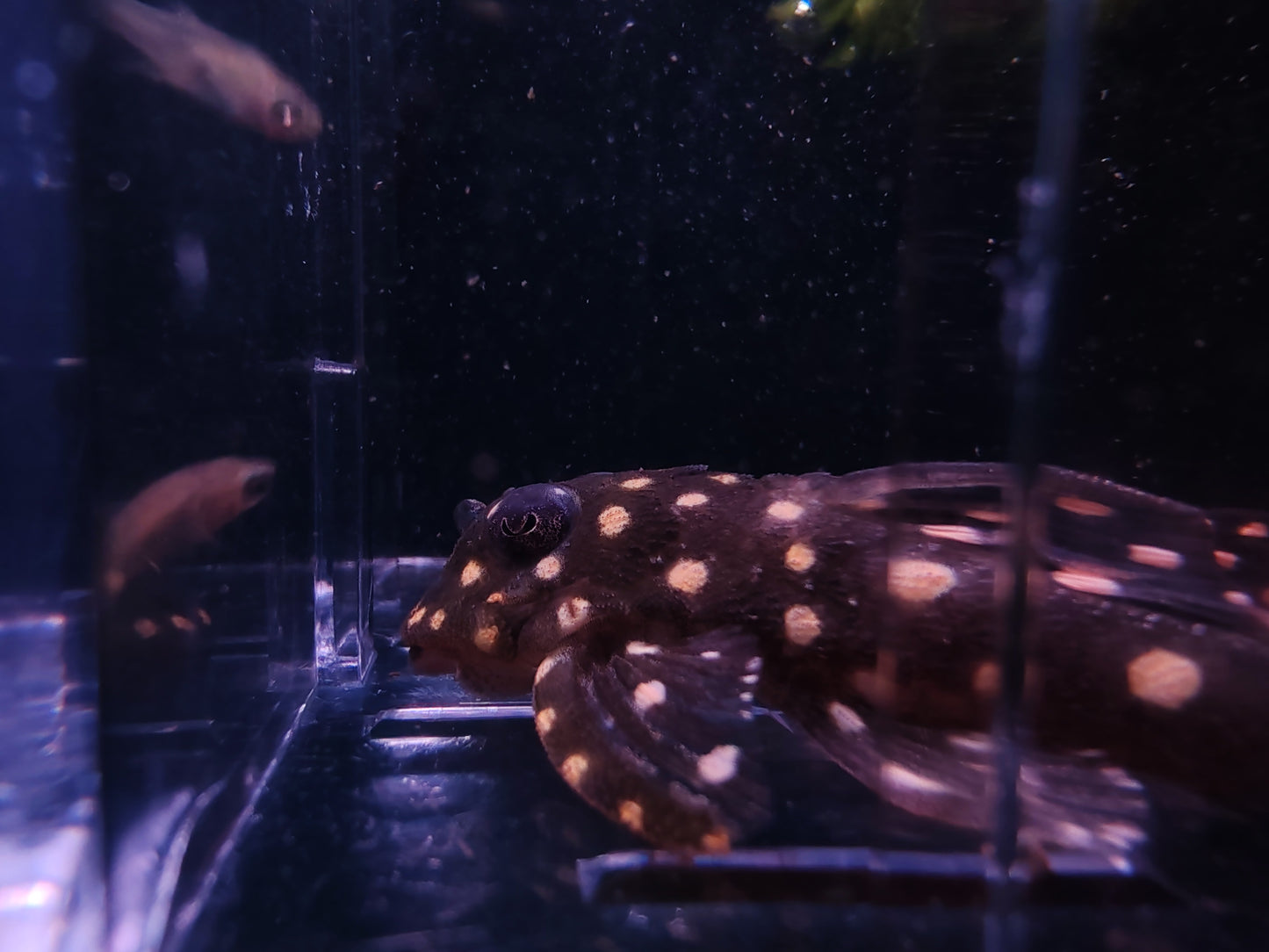 Contradens Snowball Pleco (Last Pair Left)