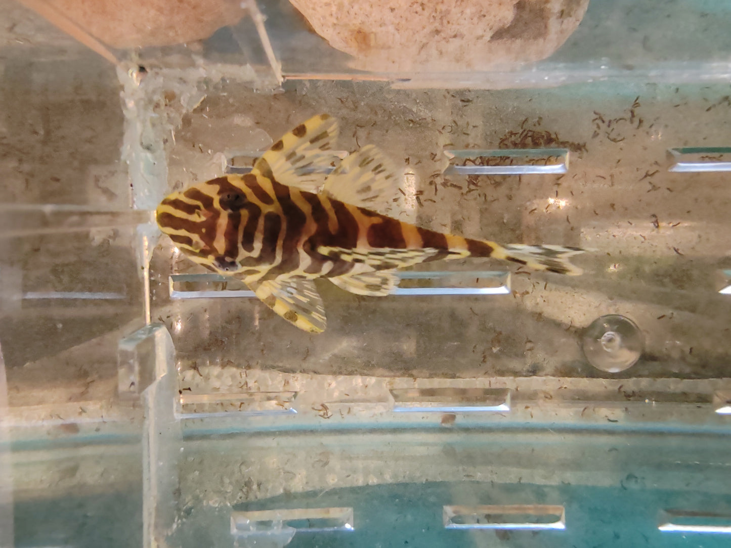 L134 Leopard Frog Pleco (Rio Tapajos) Last One Female