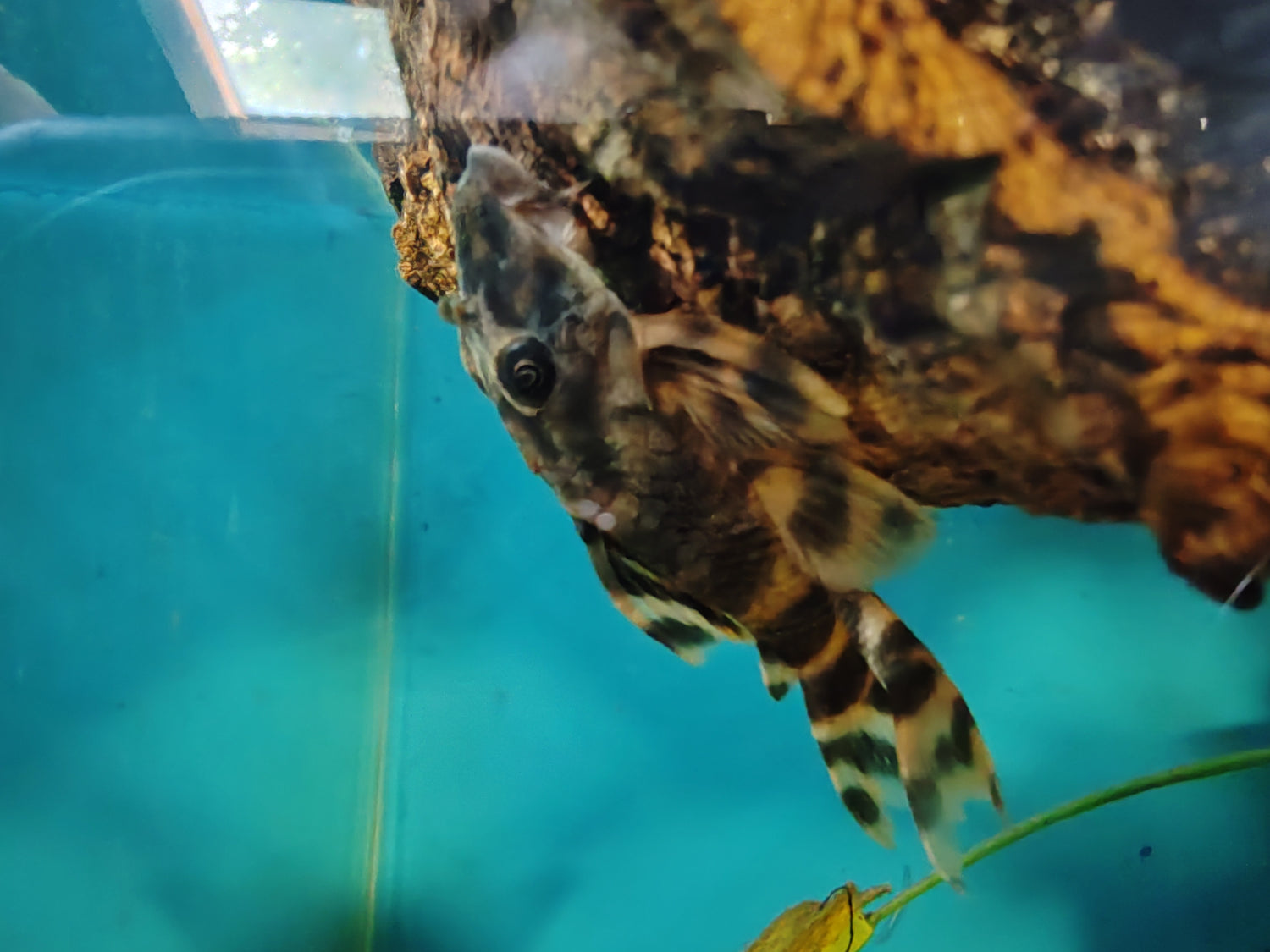 Tiger Pickers L202 Orinoco Tiger Pleco (Peckoltia lineola) – In The Bag! Tropical Fish UK