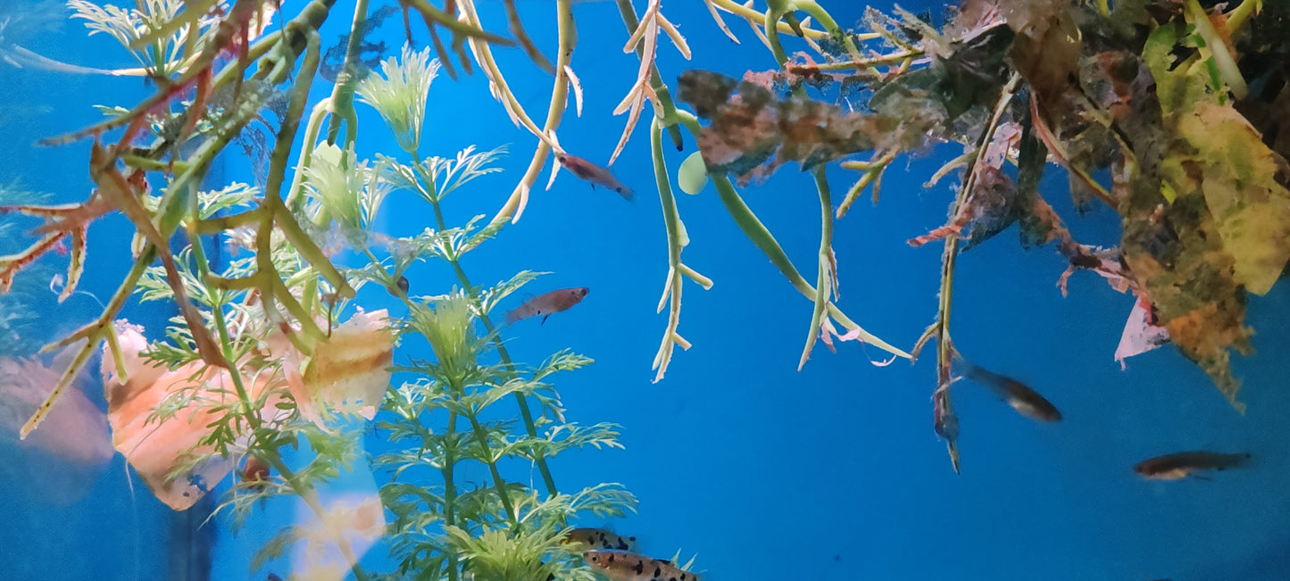 "Dusky Millions" Phalloceros Caudimaculatus (Groups)
