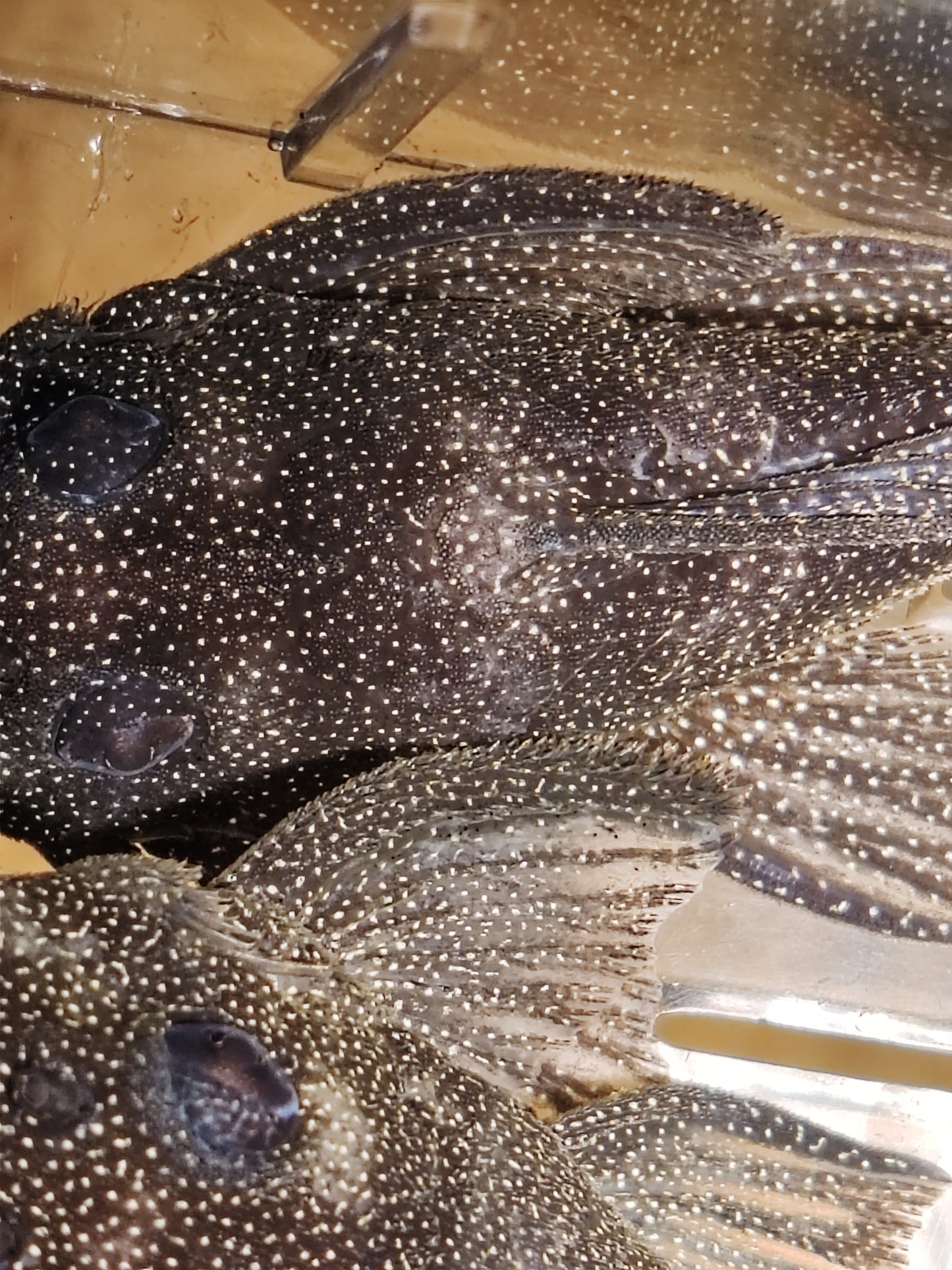 L262 Stardust / Fine Spotted Pleco (Last Two Left)