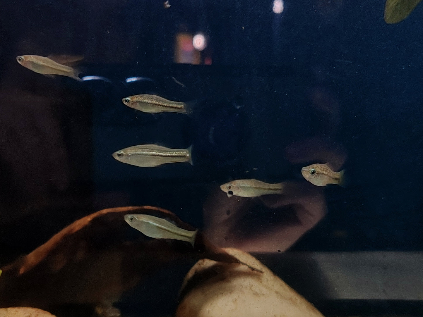 Montezuma Swordtails "Rio Tamasopo" (Juveniles)