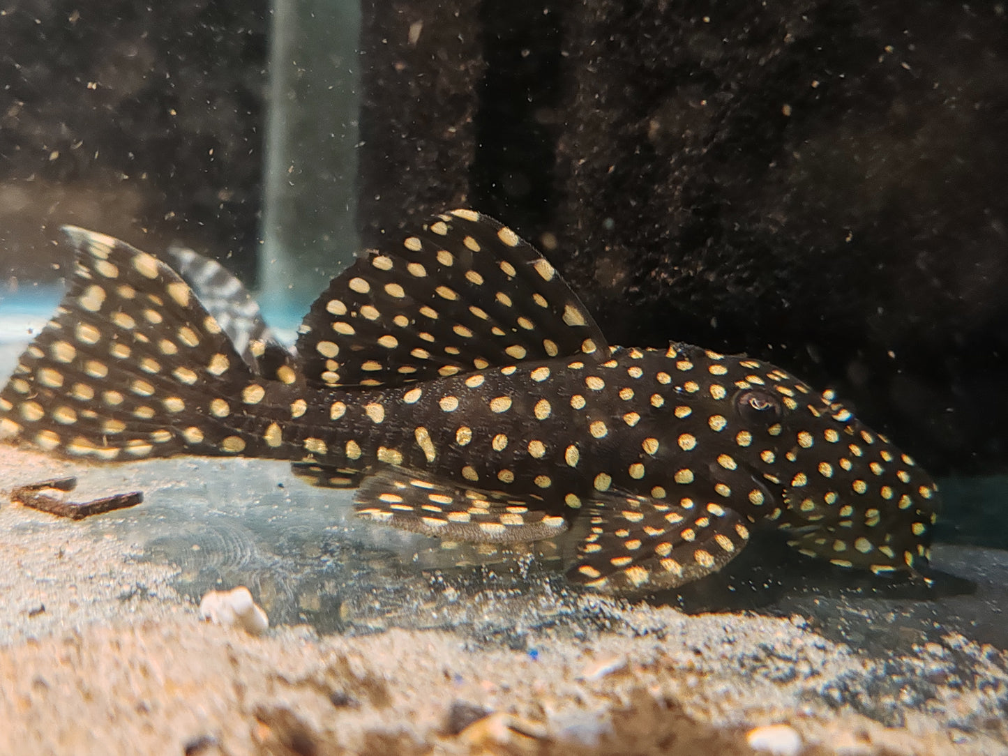 L240 (L029) Vampire Pleco Sub Adults