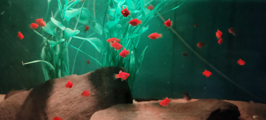 Red Platies (Groups)