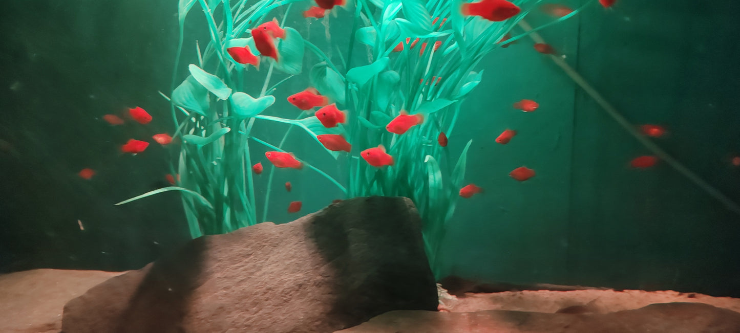 Red Platies (Groups)