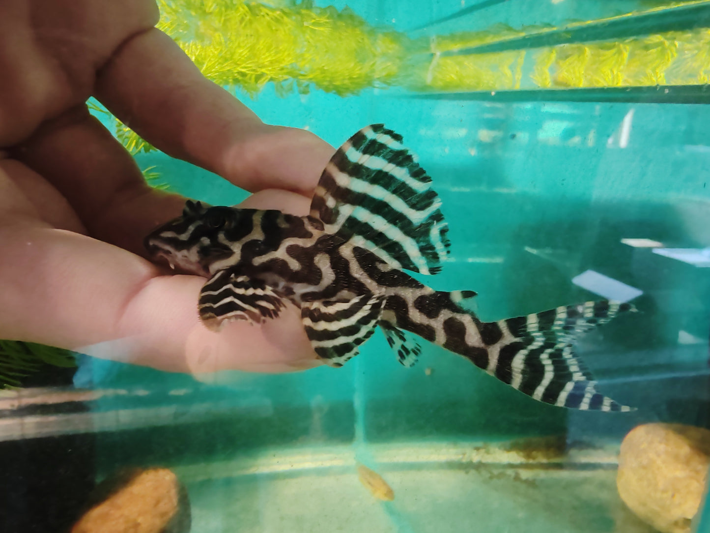 L236 Basics - Cracked Zebra Pleco Last Pair