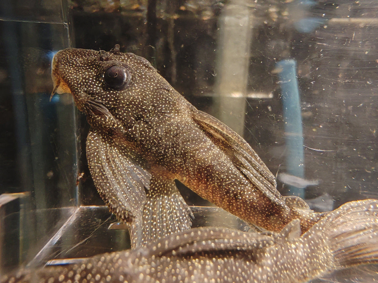 L262 Stardust / Fine Spotted Pleco (Last Two Left)