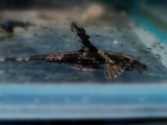 "Chocolate" Whiptail Catfish - Rineloricaria Lanceolata
