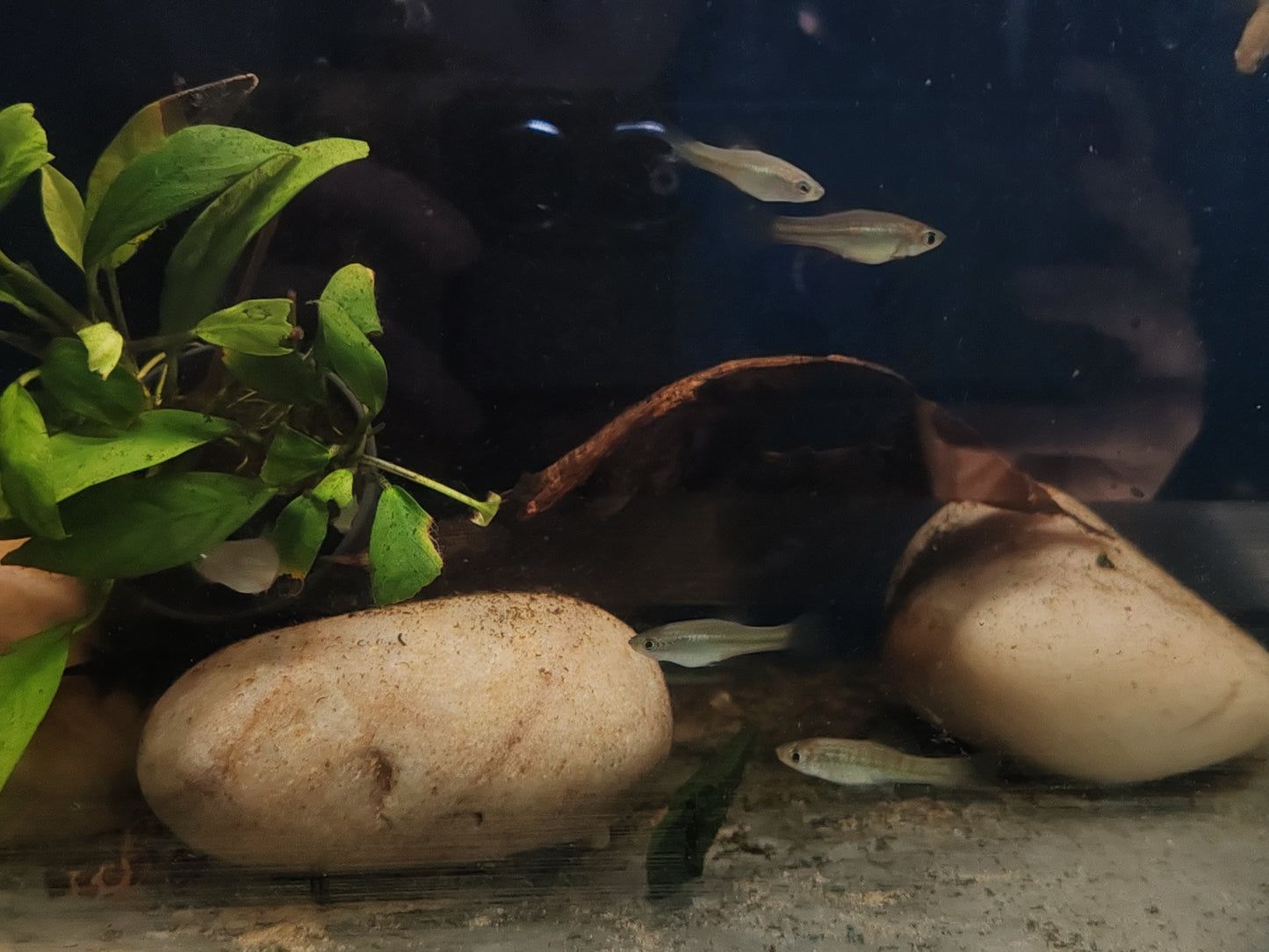 Montezuma Swordtails "Rio Tamasopo" (Juveniles)