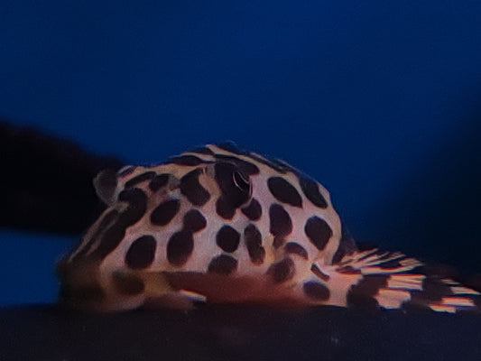 L134 Leopard Frog Pleco (Rio Jamanxim)