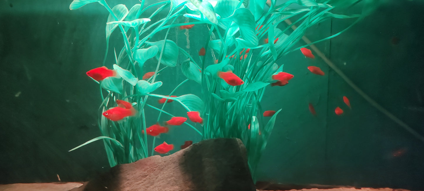 Red Platies (Groups)