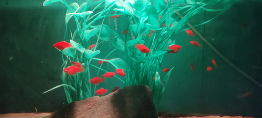 Red Platies (Groups)