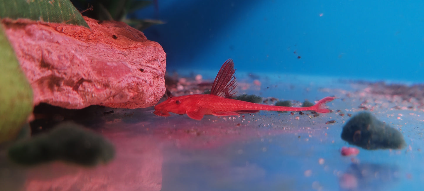 "Red Lizard" Whiptail Catfish - Rineloricaria Lanceolata