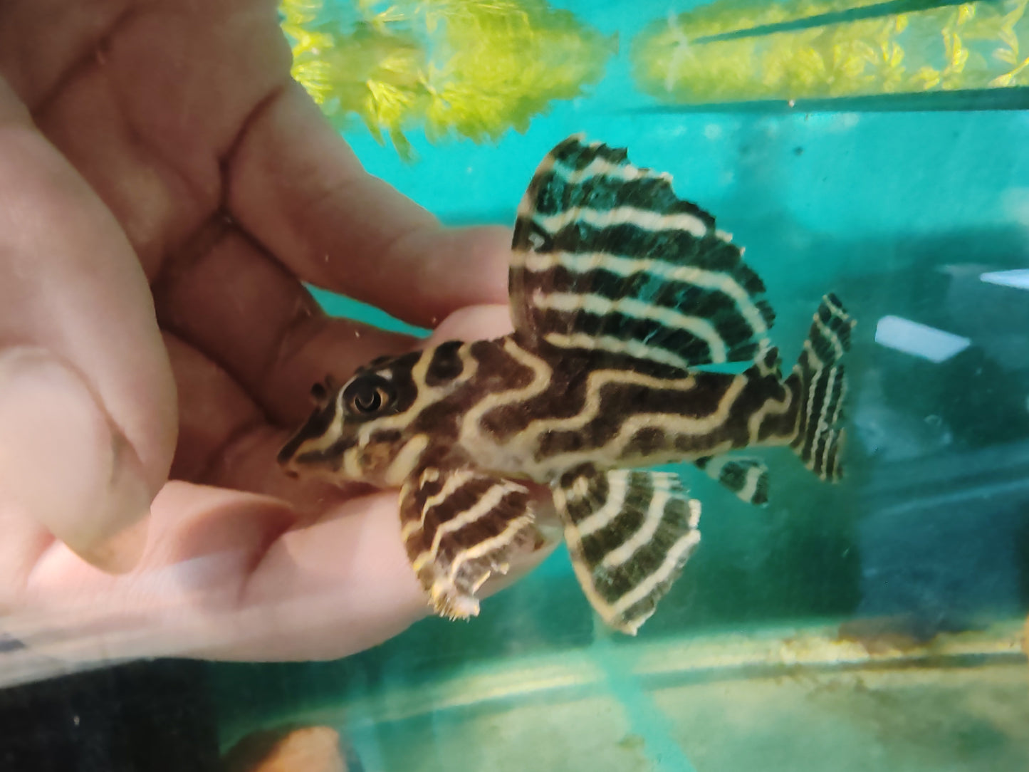 L236 Basics - Cracked Zebra Pleco Last Pair