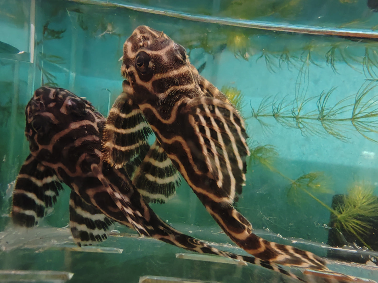 L236 Basics - Cracked Zebra Pleco Last Pair