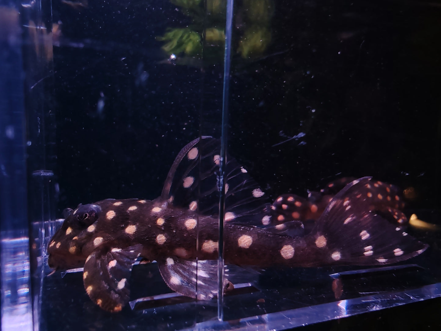 Contradens Snowball Pleco (Last Pair Left)