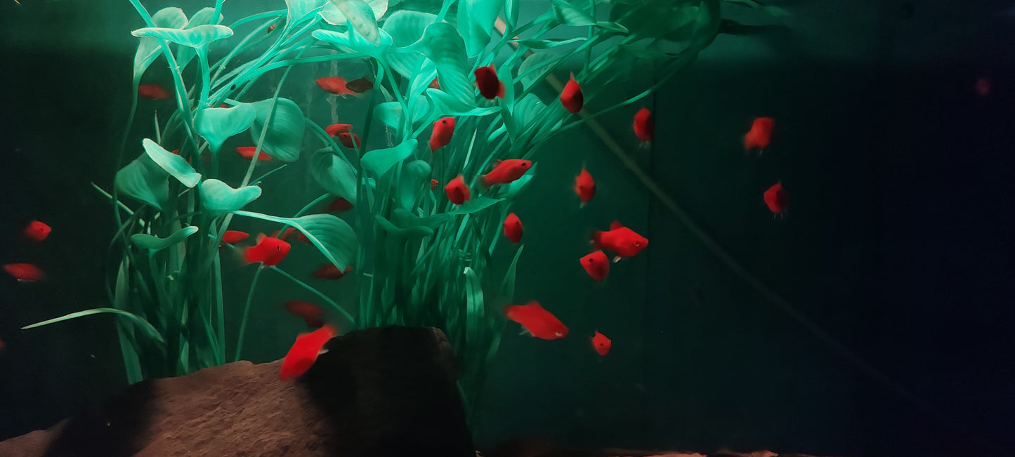 Red Platies (Groups)
