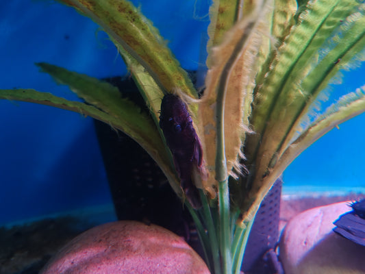 Blue Medusa Pleco