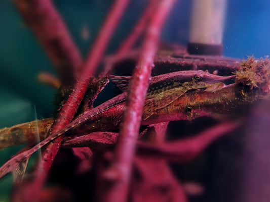 Sturistoma Rostratum