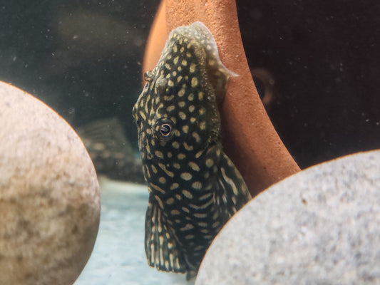 (1m1f left) Pseudancistrus Genisetiger