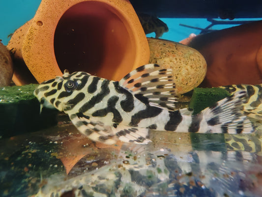 L134 Leopard Frog Pleco (Rio Jamanxim)