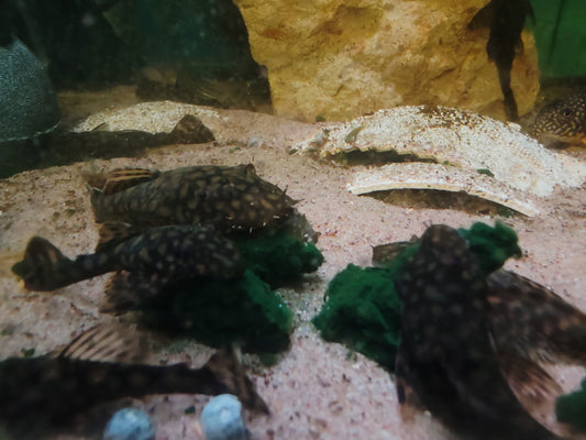 Ancistrus sp. Rio Paraguay 5-6cm