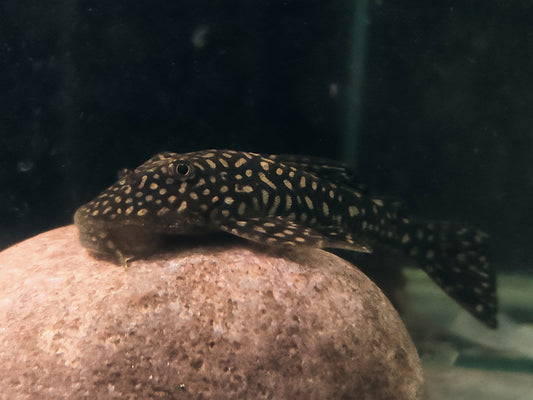 (1m1f left) Pseudancistrus Genisetiger