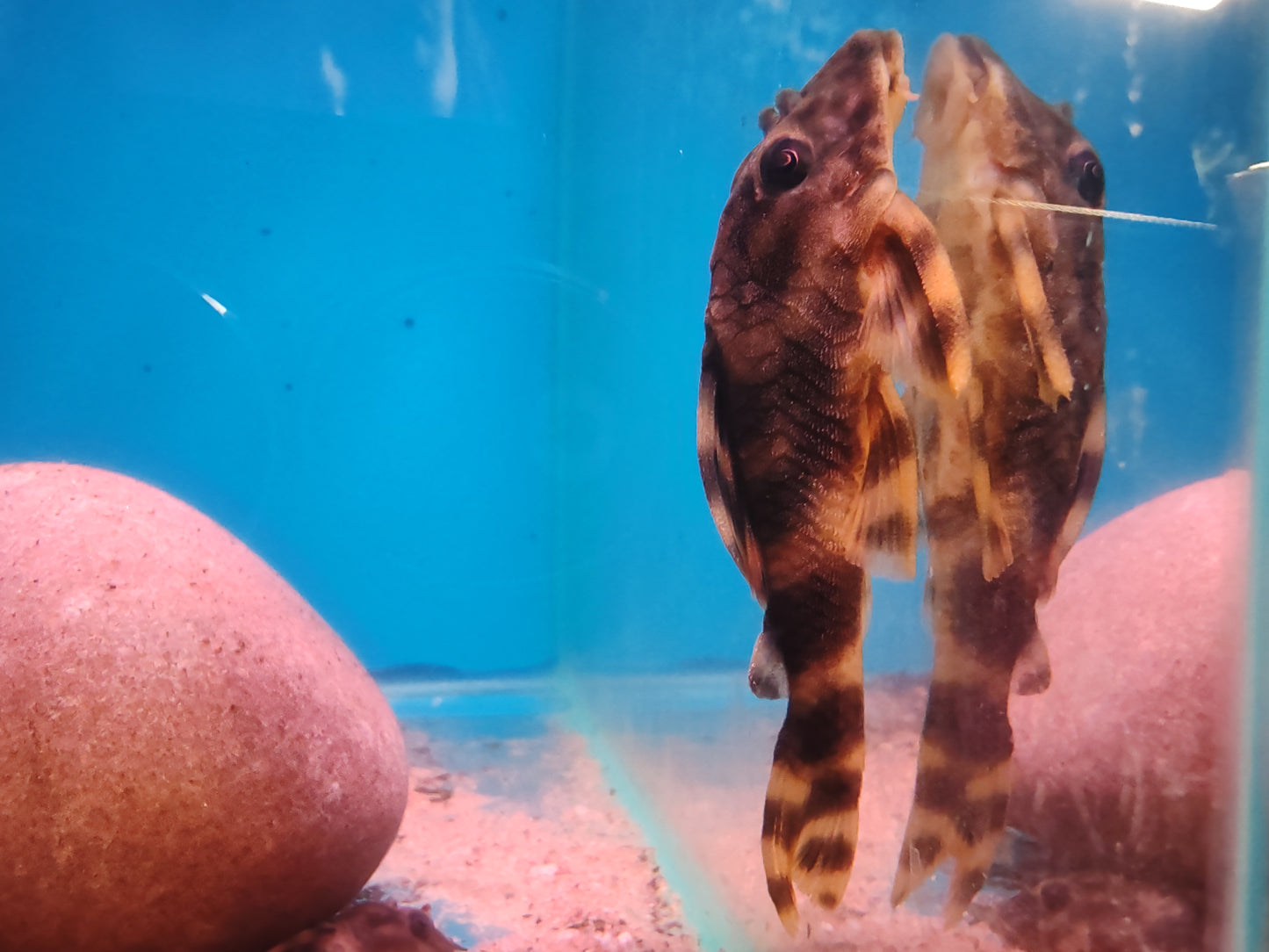 L202 Orinoco Tiger Pleco (Peckoltia lineola)