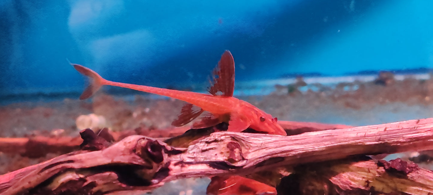 "Red Lizard" Whiptail Catfish - Rineloricaria Lanceolata