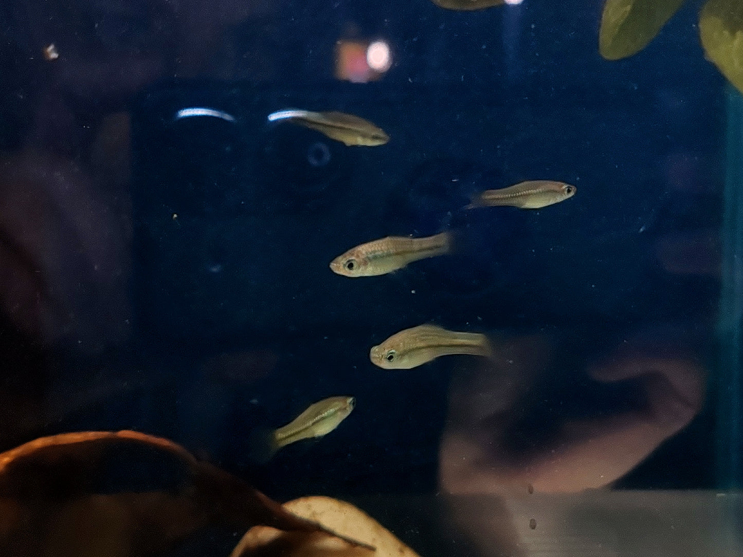 Montezuma Swordtails "Rio Tamasopo" (Juveniles)