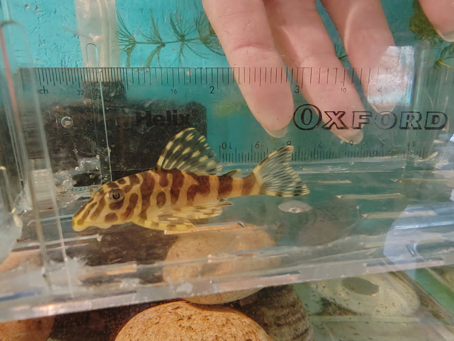 L134 Leopard Frog Pleco (Rio Tapajos) Last One Female