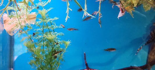 "Dusky Millions" Phalloceros Caudimaculatus (Groups)