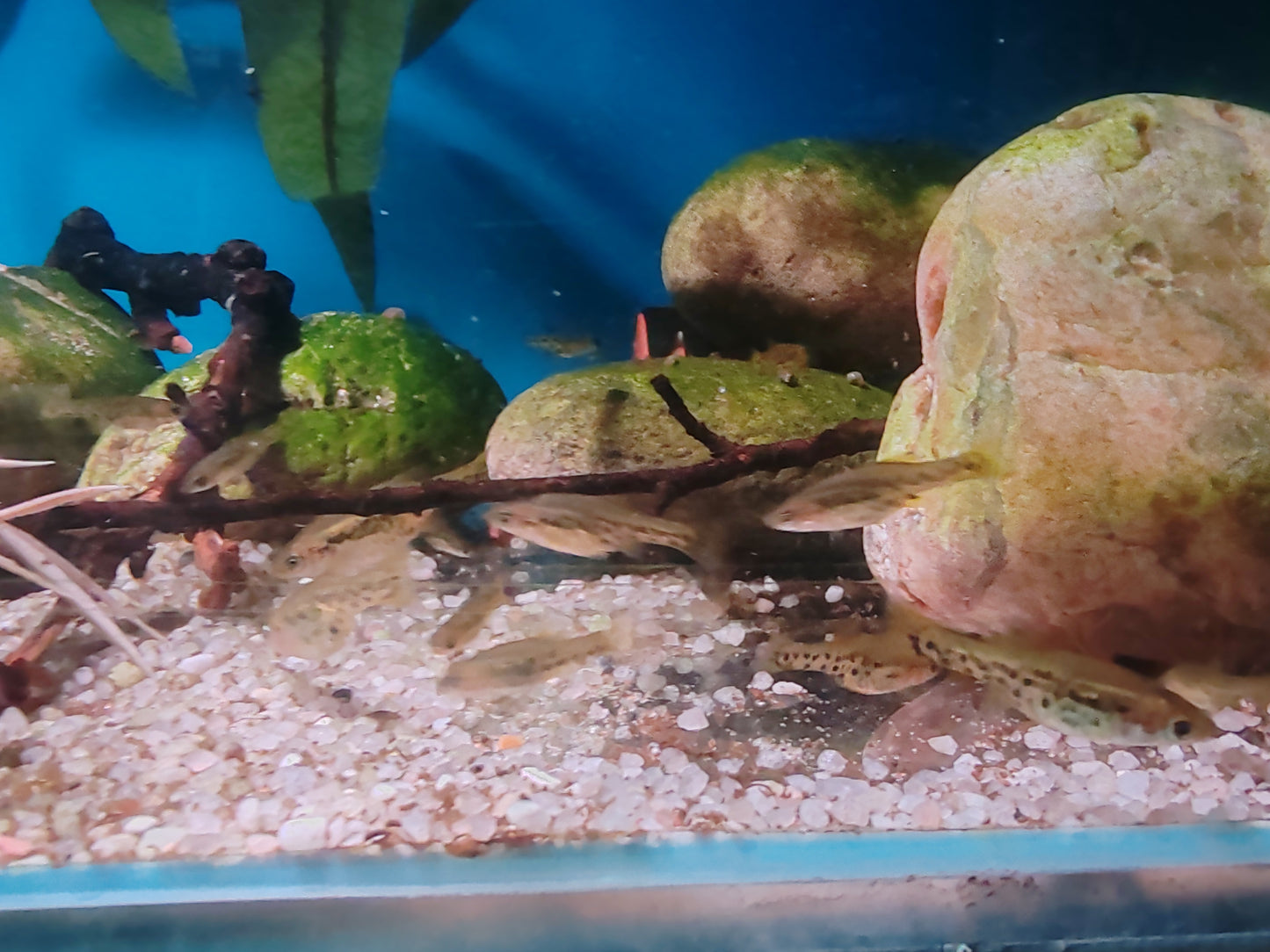 Butterfly Splitfin Juveniles - Ameca Splendens