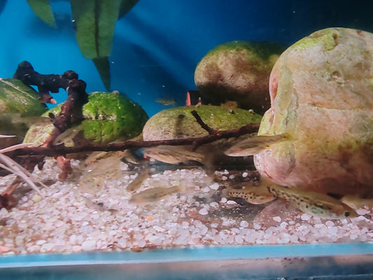 Butterfly Splitfin Juveniles - Ameca Splendens