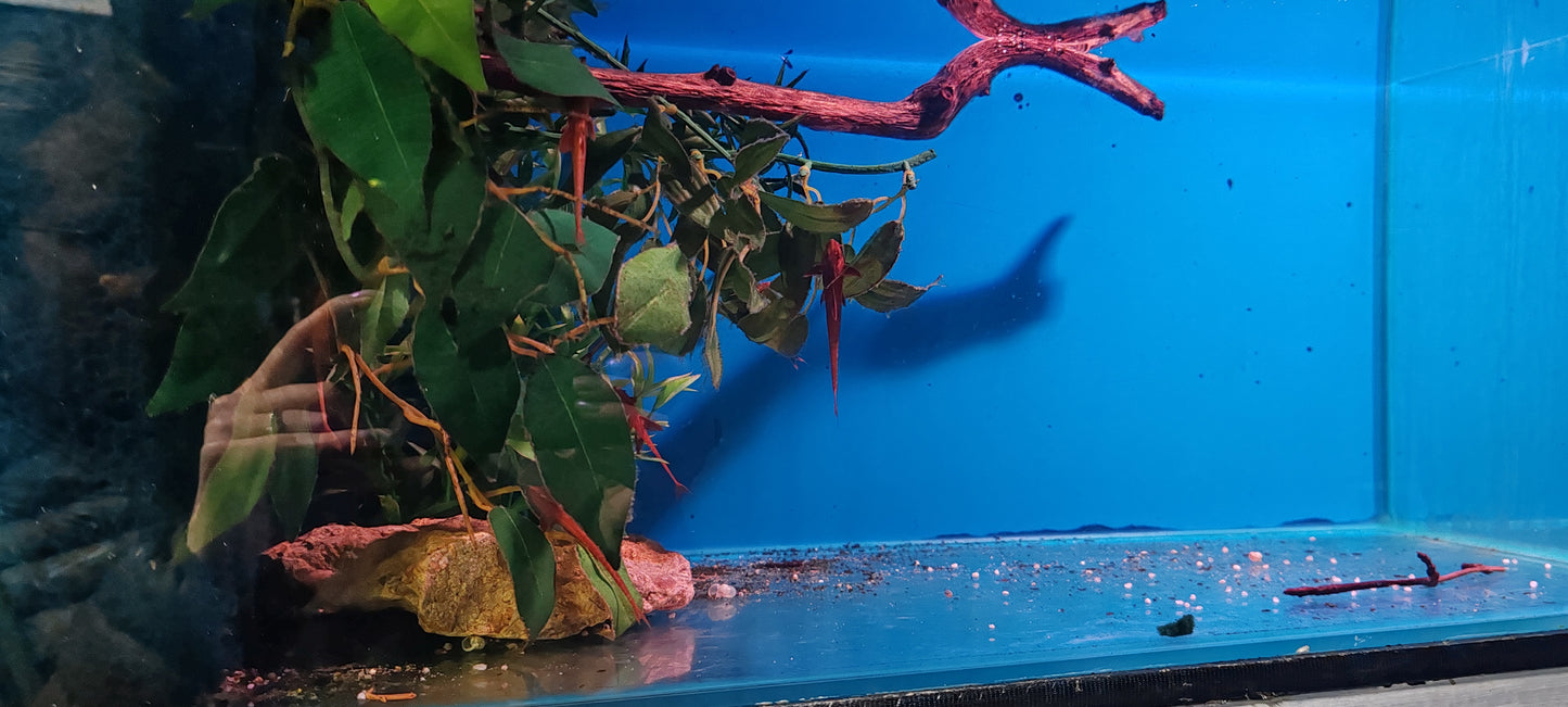 "Red Lizard" Whiptail Catfish - Rineloricaria Lanceolata