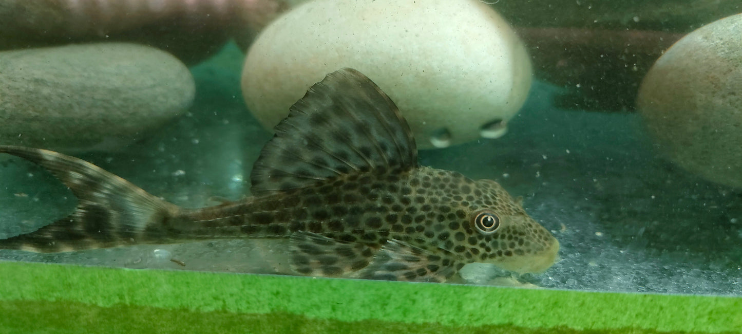 Hypostomus sp. (Peru "Golden Eye")