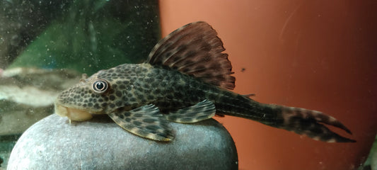 Hypostomus sp. (Peru "Golden Eye")