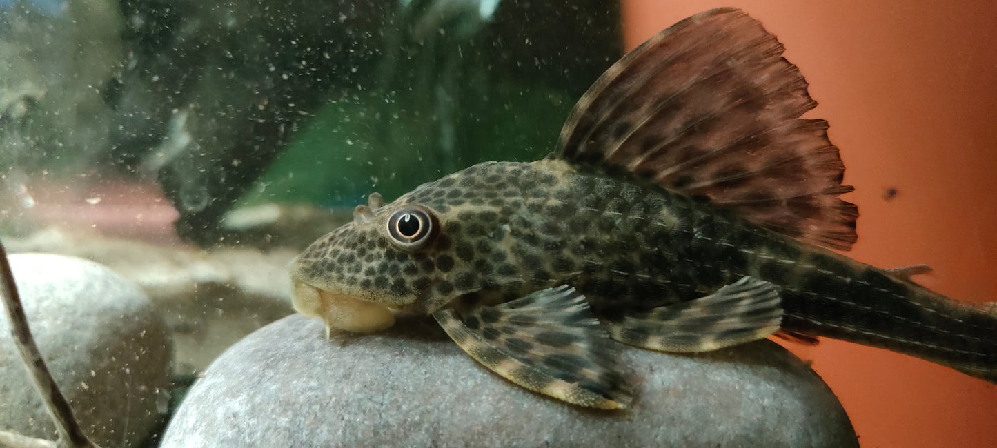 Hypostomus sp. (Peru "Golden Eye")