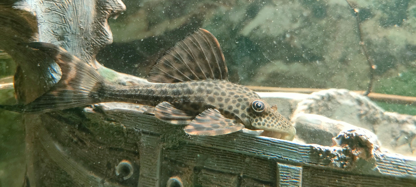 Hypostomus sp. (Peru "Golden Eye")