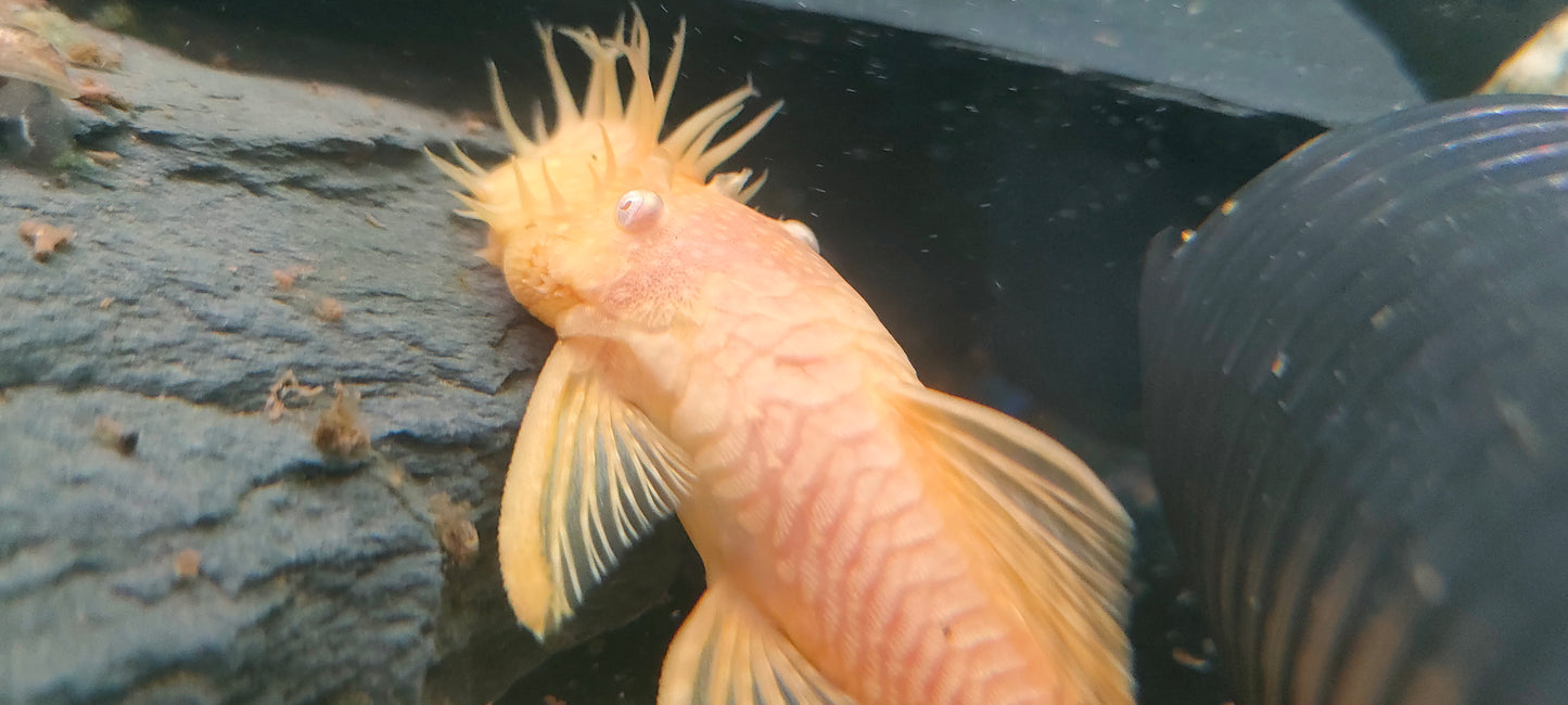 Gold (Albino) Bristlenose Pleco Adults